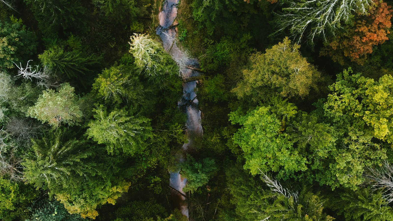Veduta aerea di un fiume che scorre tortuoso in mezzo a una fitta foresta