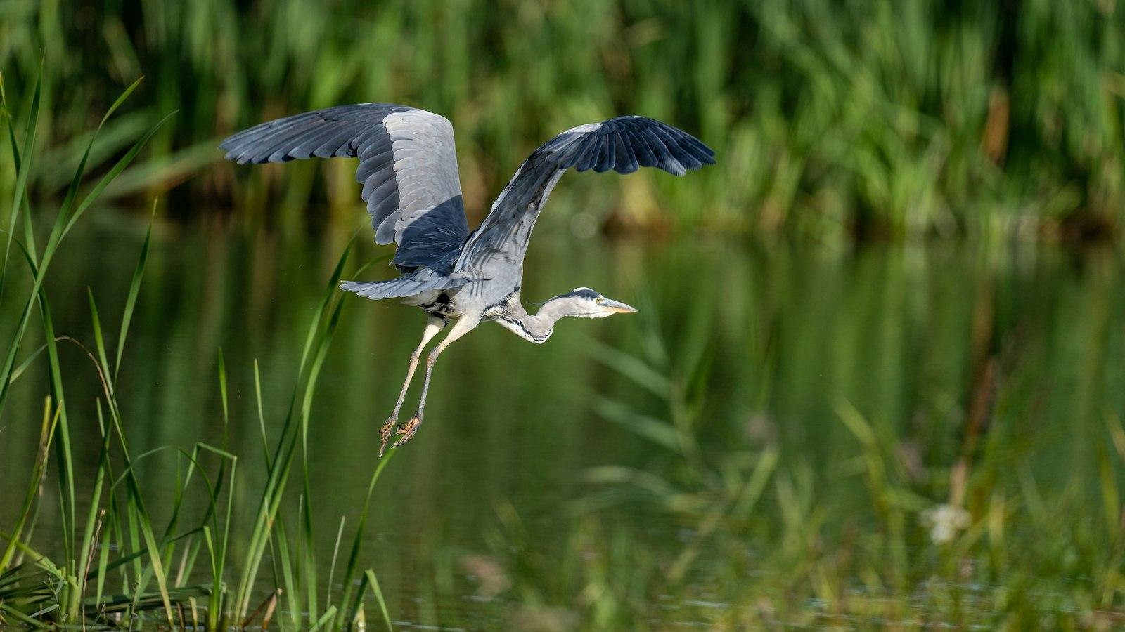 Airone cenerino in volo radente sull'acqua di una zona umida, tra canne e vegetazione palustre