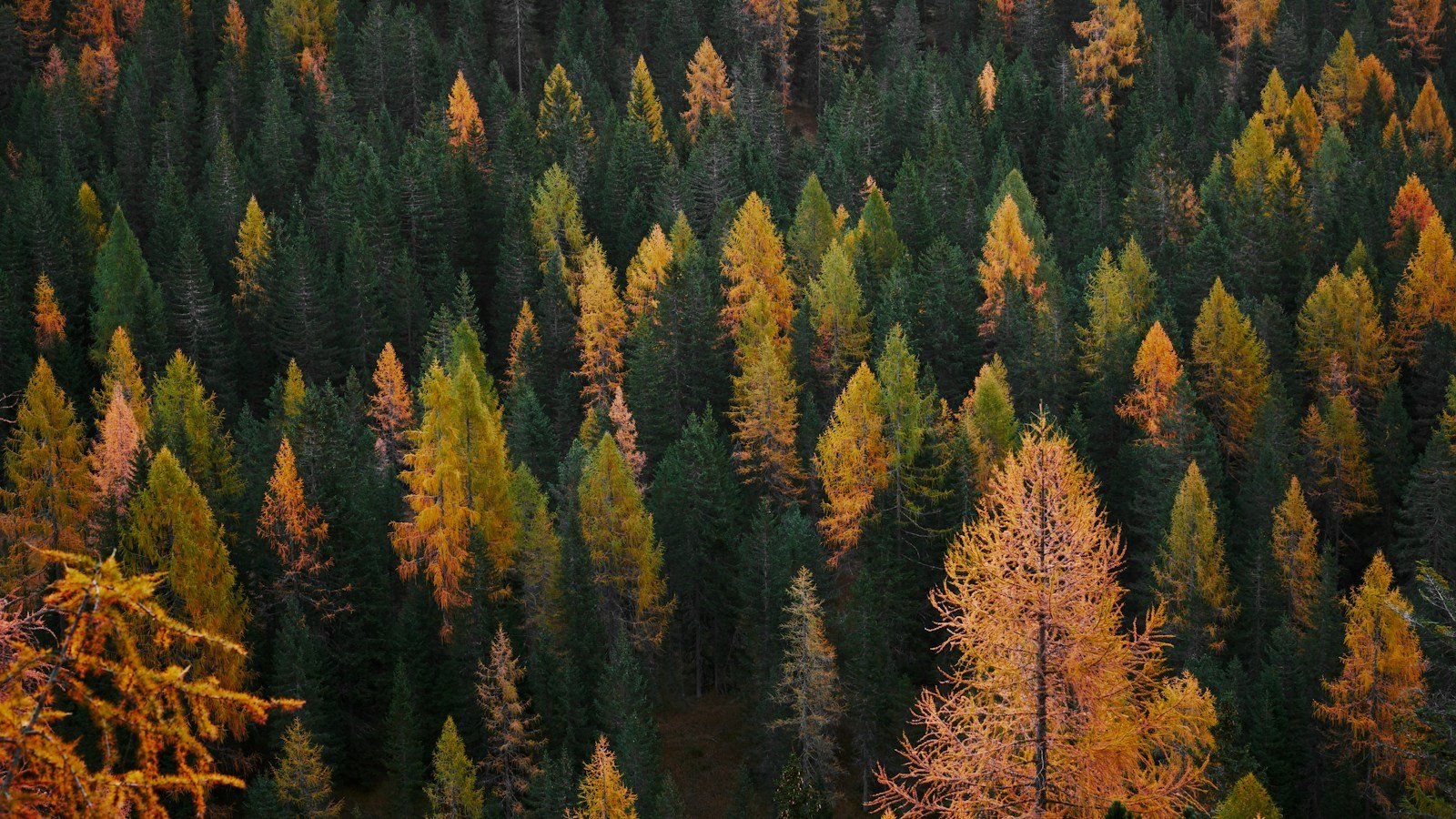 Bosco di larici e abeti visto dall'alto in autunno, con i larici gialli e arancioni sparsi fra le chiome verde scuro