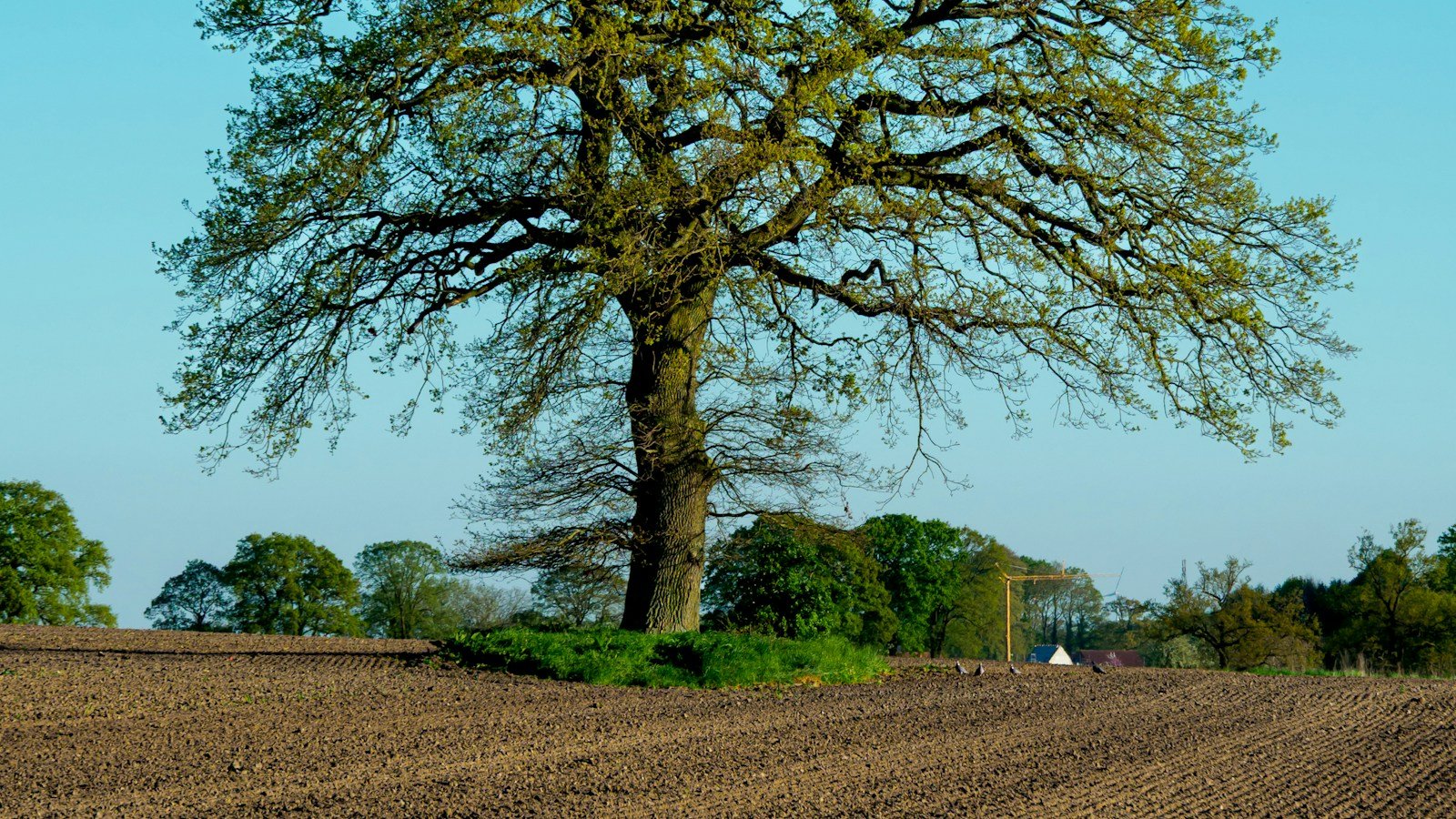 Grande quercia isolata con le foglie nuove al bordo di un campo arato, con una fila di alberi e una casa sullo sfondo