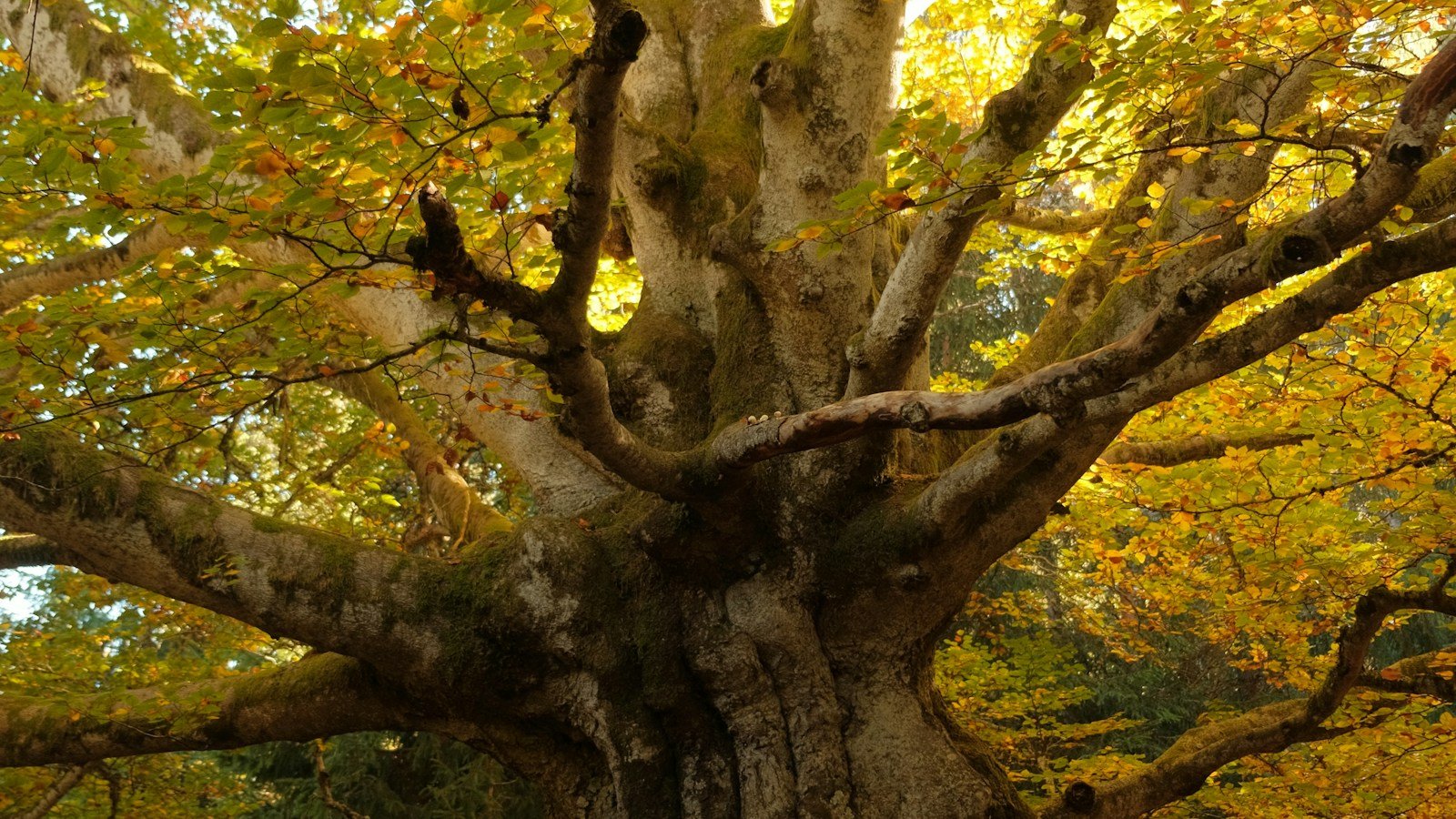 Grande faggio con il tronco coperto di muschio e i rami aperti, foglie gialle e arancioni d'autunno controluce