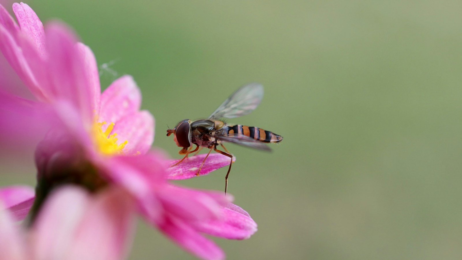 Sirfide con l'addome a strisce arancioni e nere in volo accanto a un fiore rosa dal centro giallo, su sfondo verde sfocato