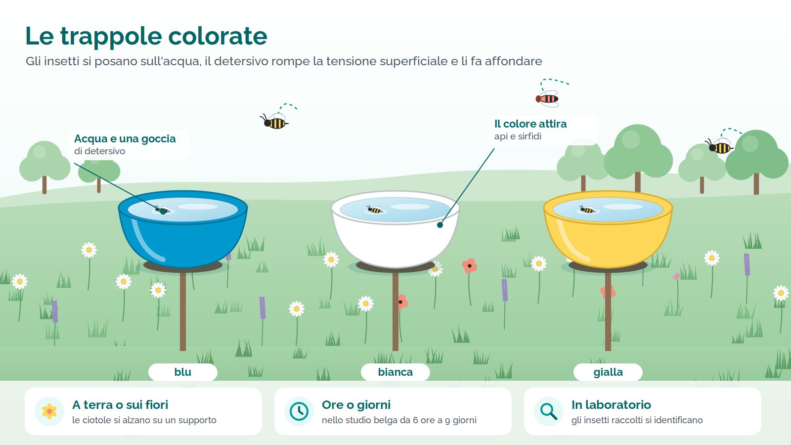 Illustrazione: tre ciotole di plastica, blu, bianca e gialla, piene d'acqua e montate su supporti all'altezza dei fiori in un prato, con api e sirfidi in volo verso di loro e un'ape caduta nell'acqua. In basso: a terra o sui fiori; da 6 ore a 9 giorni nello studio belga; gli insetti raccolti si identificano in laboratorio