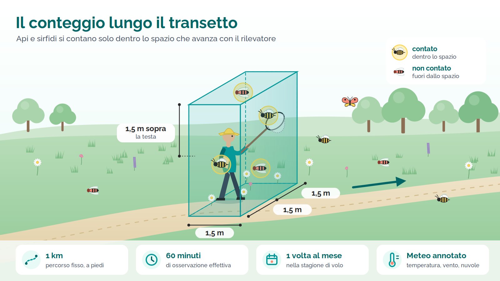 Illustrazione: un rilevatore con cappello e retino cammina su un sentiero in un prato fiorito, dentro un parallelepipedo trasparente verde acqua che misura 1,5 metri davanti, 1,5 metri per lato e 1,5 metri sopra la testa. Le api e i sirfidi dentro lo spazio sono cerchiati come contati, quelli fuori no. In basso: 1 km di percorso fisso a piedi, 60 minuti di osservazione effettiva, una volta al mese nella stagione di volo, meteo annotato