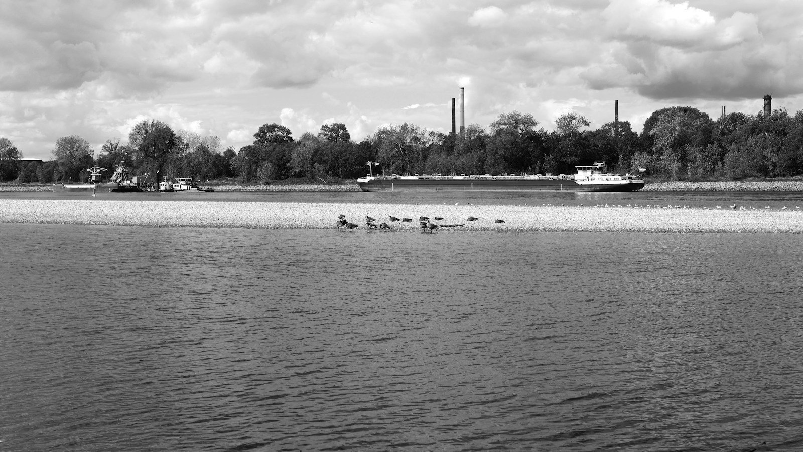 Il Reno a Colonia con l'acqua molto bassa: un lungo banco di ghiaia in mezzo al fiume con un gruppo di oche, dietro una chiatta da carico e alberi, foto in bianco e nero