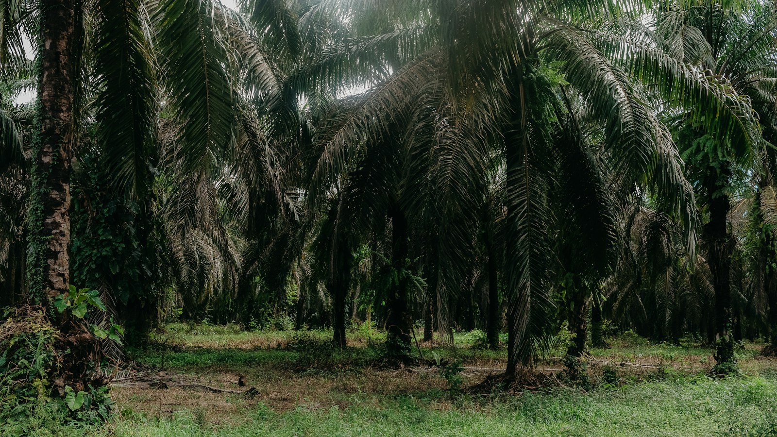 Piantagione di palme da olio con file di tronchi alti e sottobosco verde