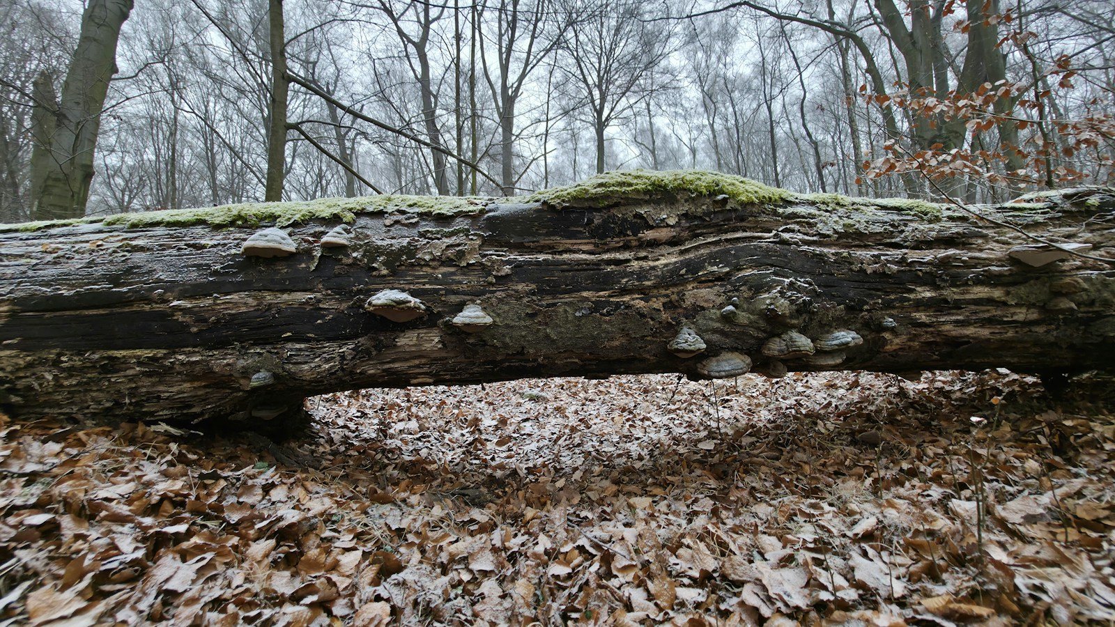 Tronco caduto coperto di muschio e funghi a mensola, sospeso sopra un tappeto di foglie secche in un bosco spoglio
