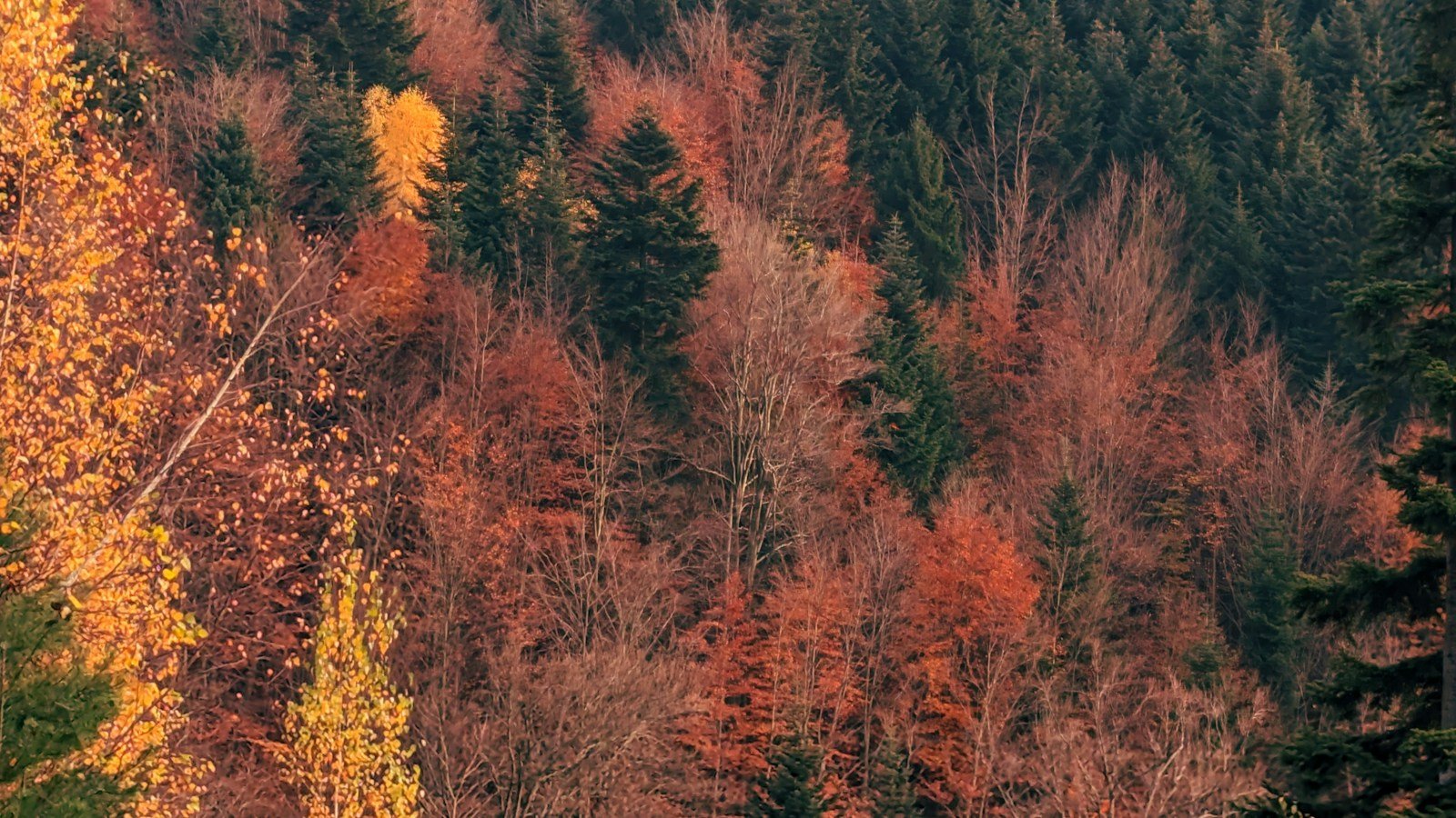 Versante boscoso in autunno con latifoglie arancioni, rosse e gialle mescolate ad abeti verde scuro