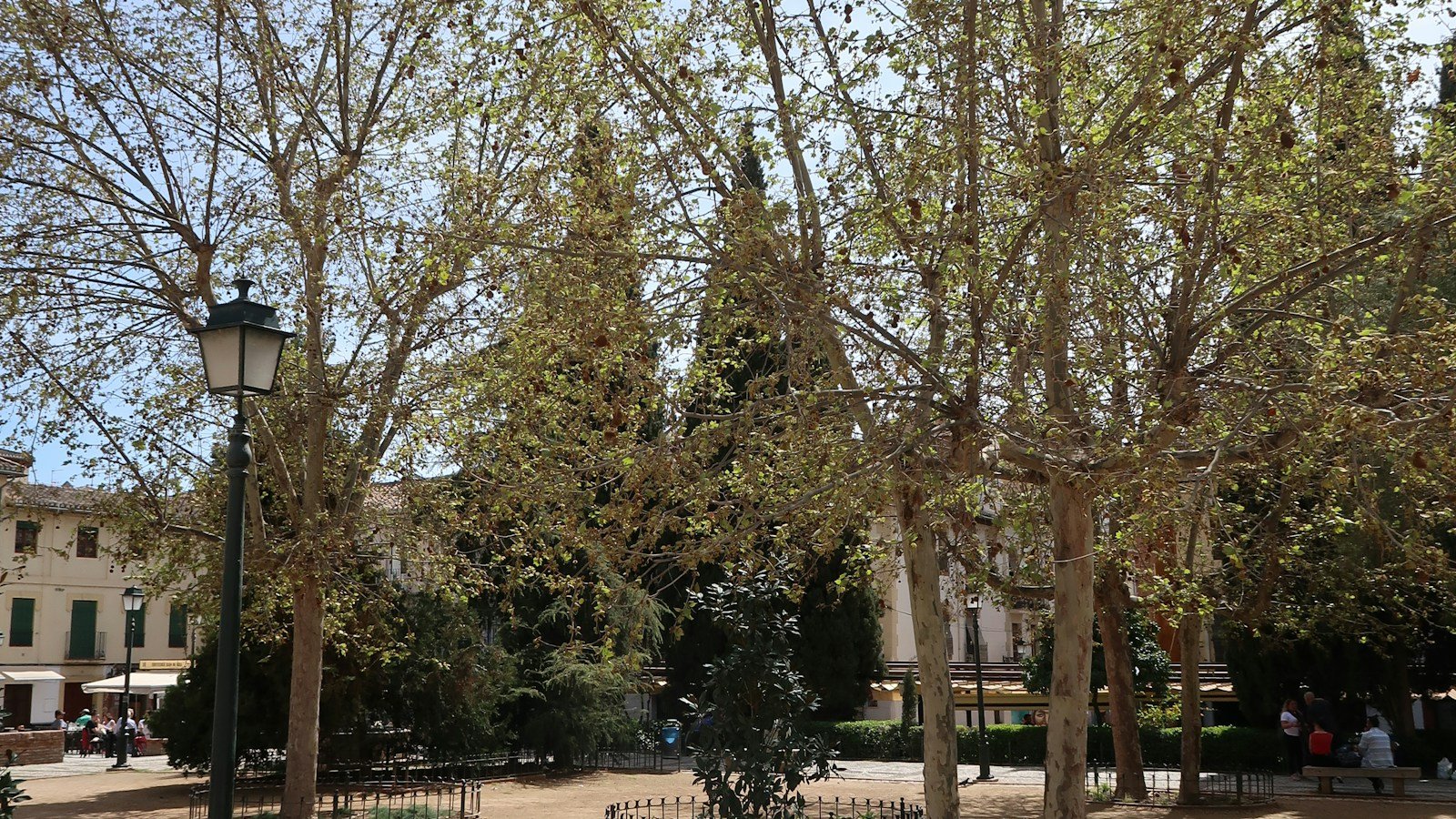 Piazza alberata con grandi platani dal tronco chiaro, un lampione nero in primo piano e persone sedute all'ombra in fondo