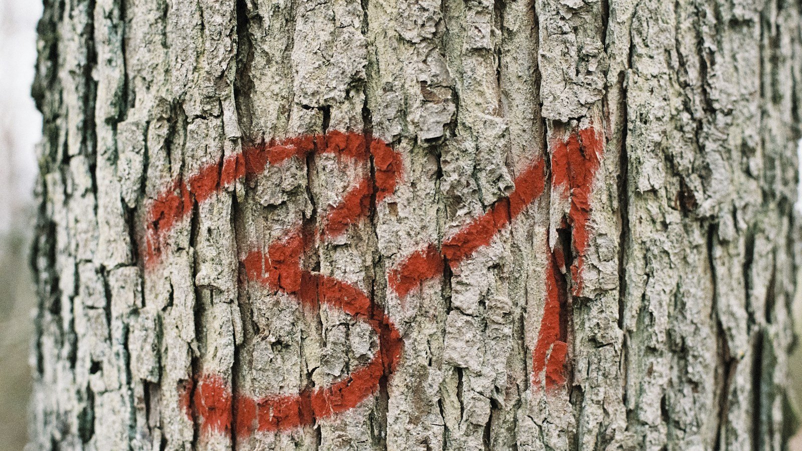 Corteccia grigia di un tronco con il numero 31 dipinto in rosso