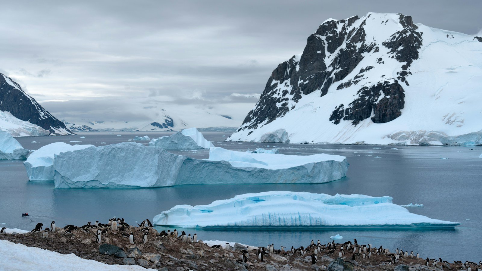 Iceberg azzurri in una baia antartica, con una montagna innevata e rocciosa sullo sfondo e una colonia di pinguini in primo piano