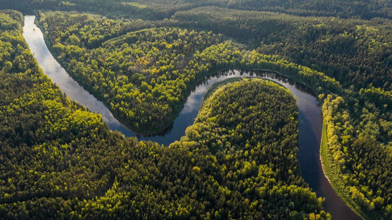 Veduta aerea di un fiume che disegna anse strette in mezzo a una foresta fitta di conifere e latifoglie, nella luce di un pomeriggio d'estate