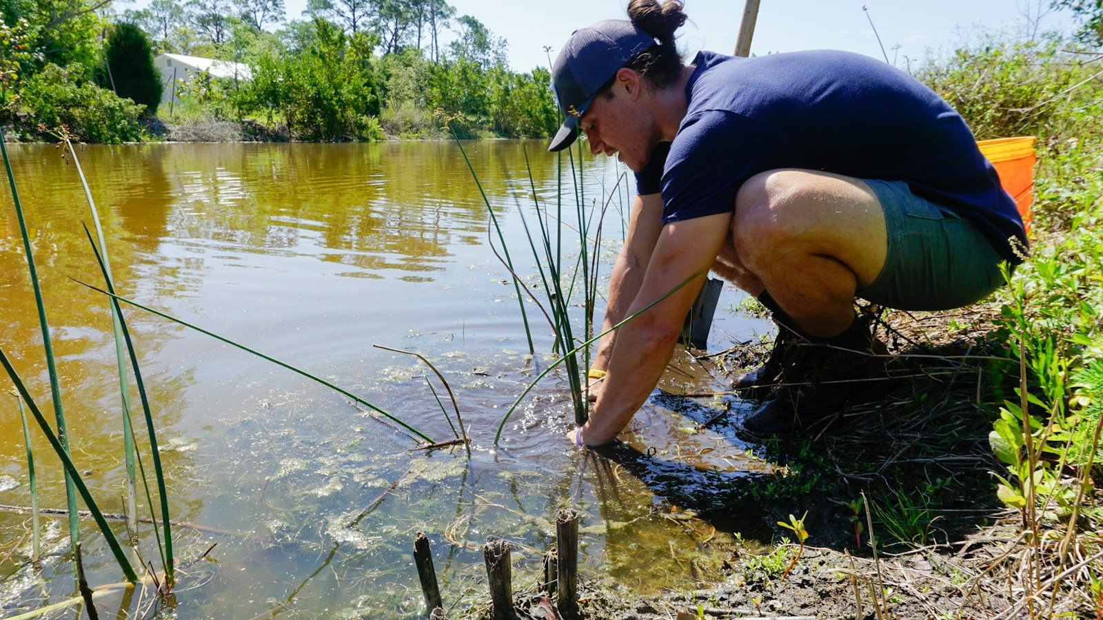 Una persona con il cappellino, accovacciata sulla riva di uno stagno fra le piante palustri, immerge le mani nell'acqua