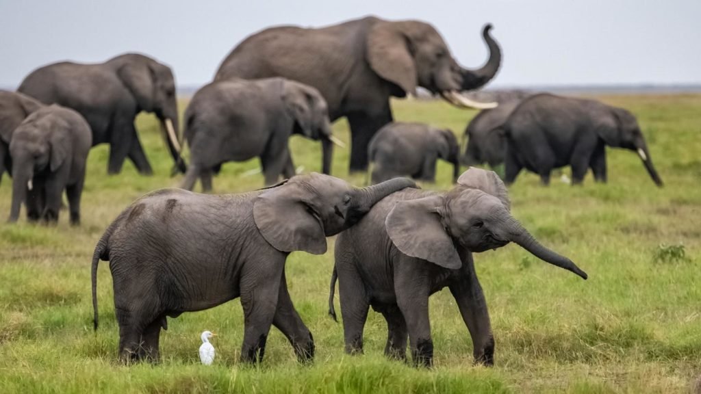 Branco di elefanti nella savana