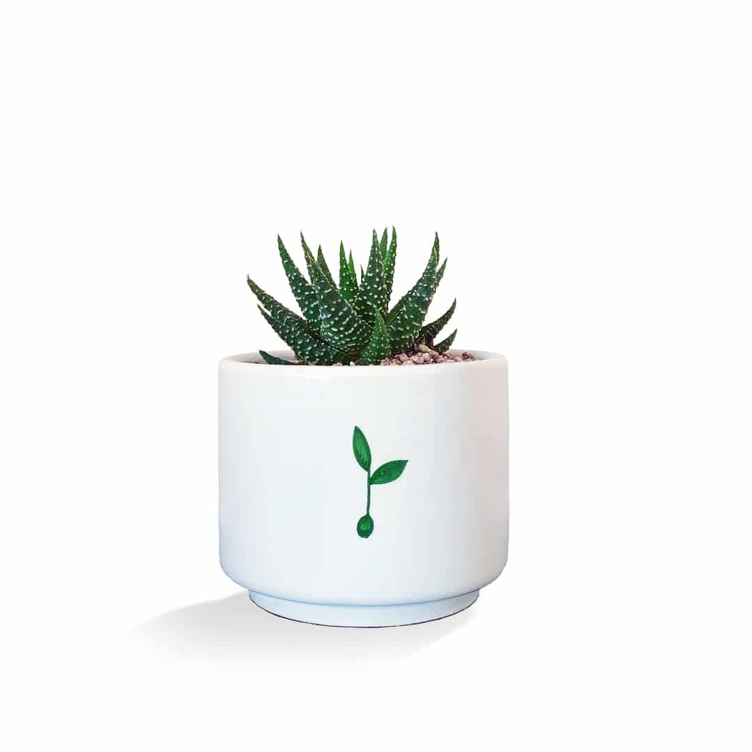 Pianta grassa Haworthia nel vaso bianco di Piantando