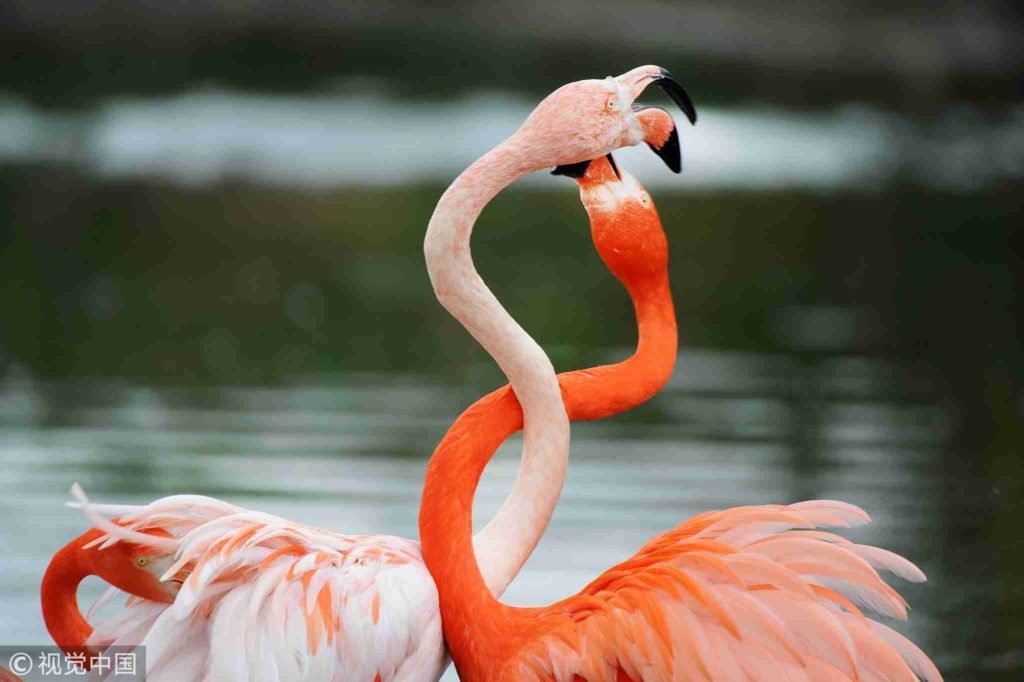 Fenicotteri rosa in uno specchio d'acqua