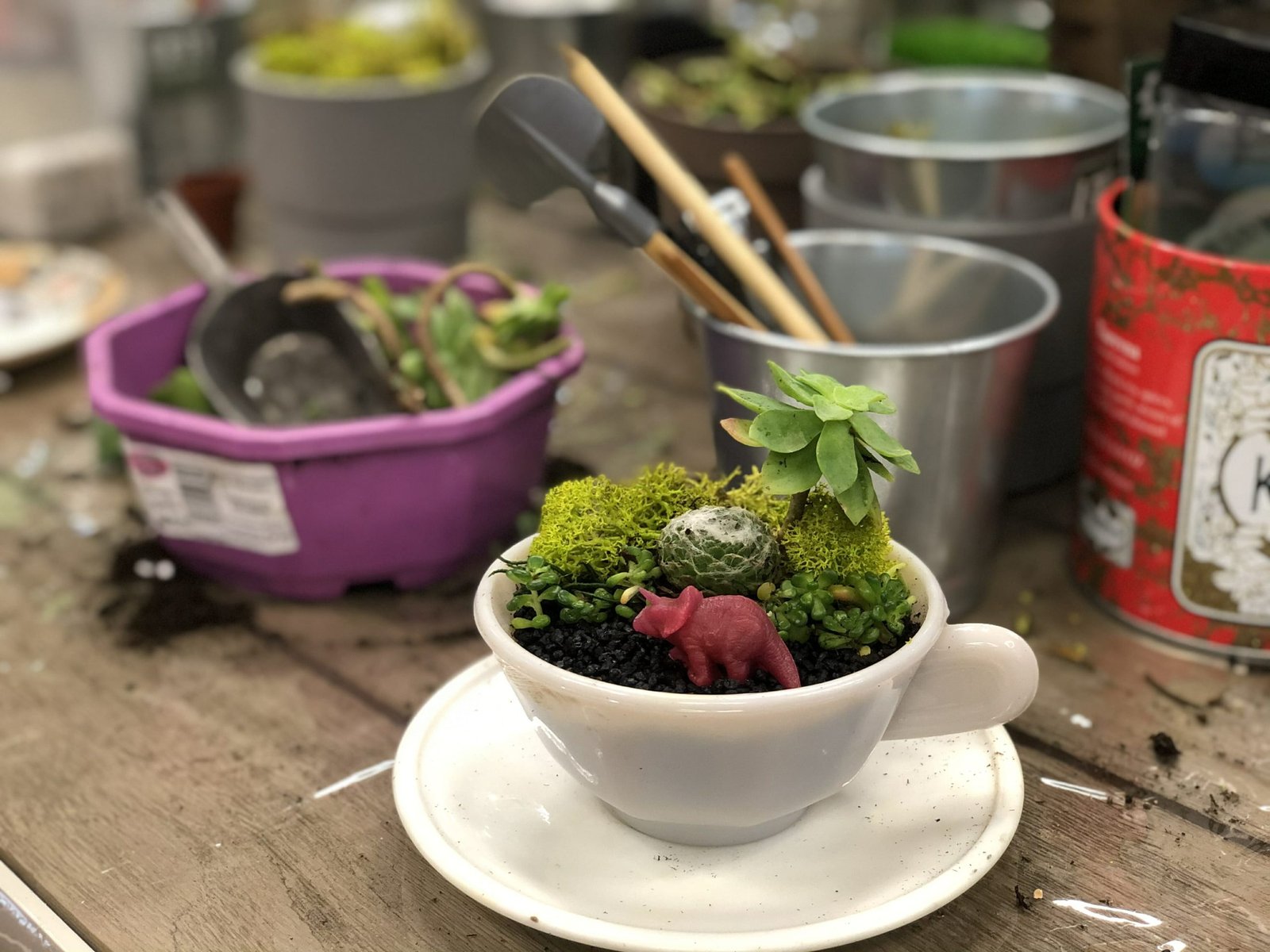 Mini giardino di piante grasse composto in una tazza da tè