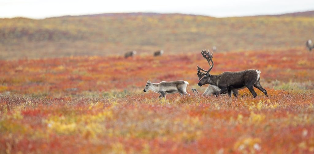 Renne al pascolo nella tundra artica