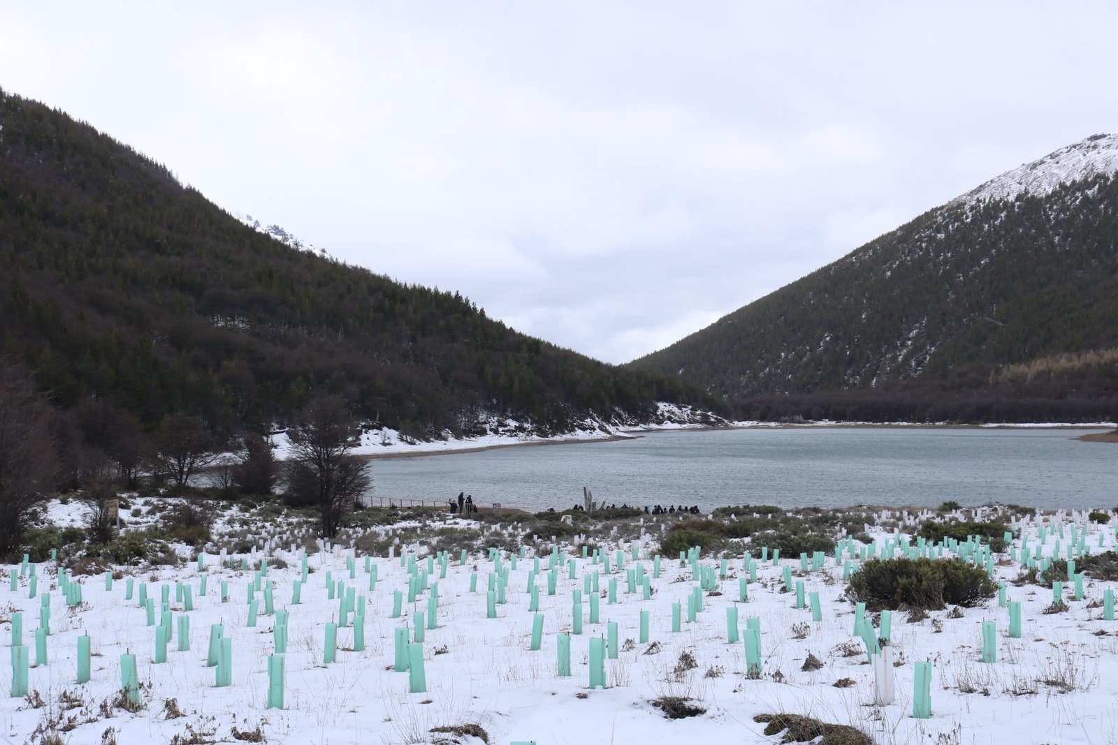 Alberi nativi con shelter in un paesaggio innevato della Patagonia
