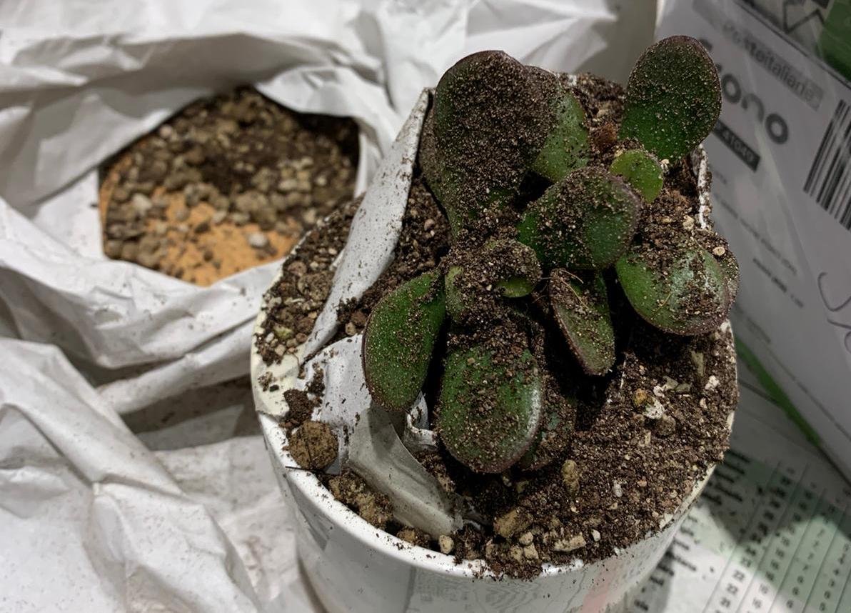 Pianta grassa danneggiata nel vaso durante la spedizione