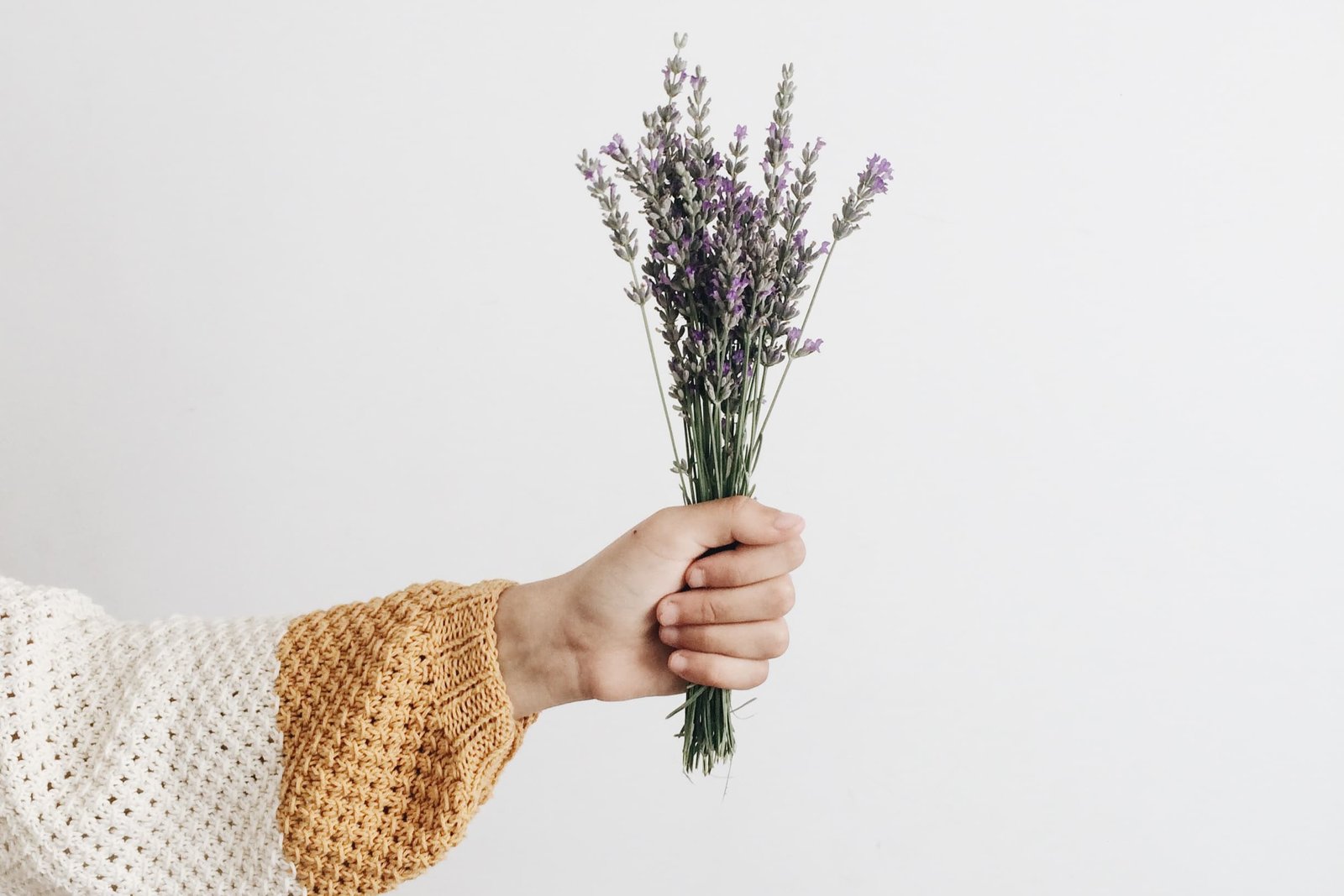 Mano che tiene un mazzo di lavanda