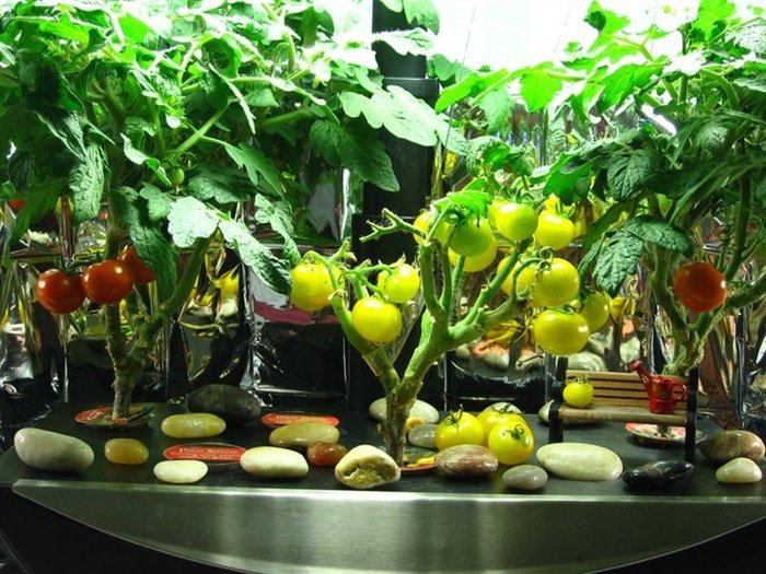 Coltivazione idroponica di pomodori