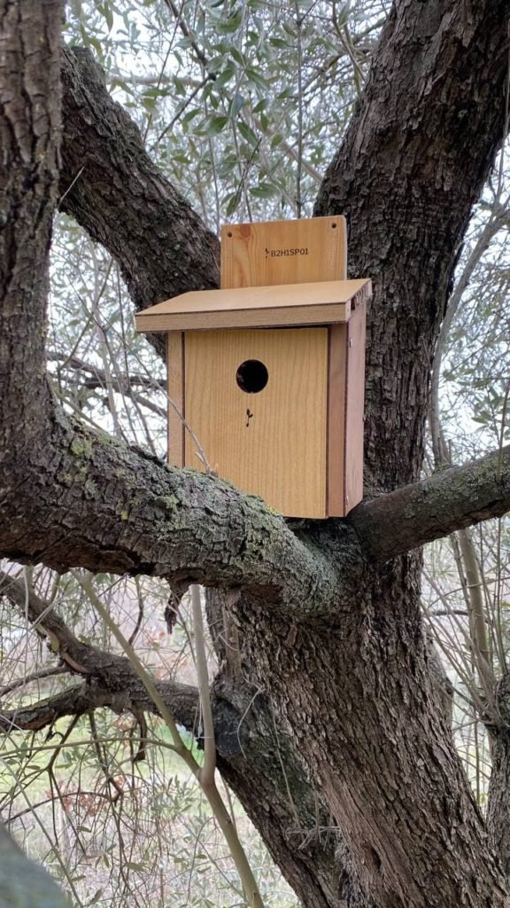 Cassetta nido in legno installata su un albero