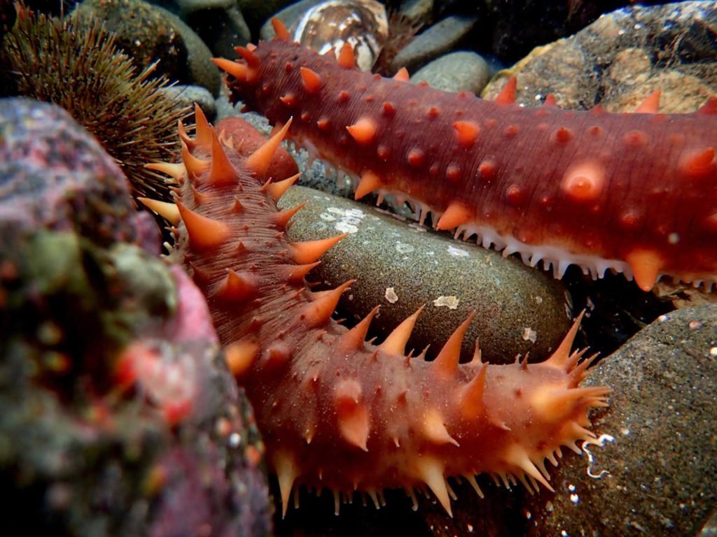 Cetrioli di mare sul fondale