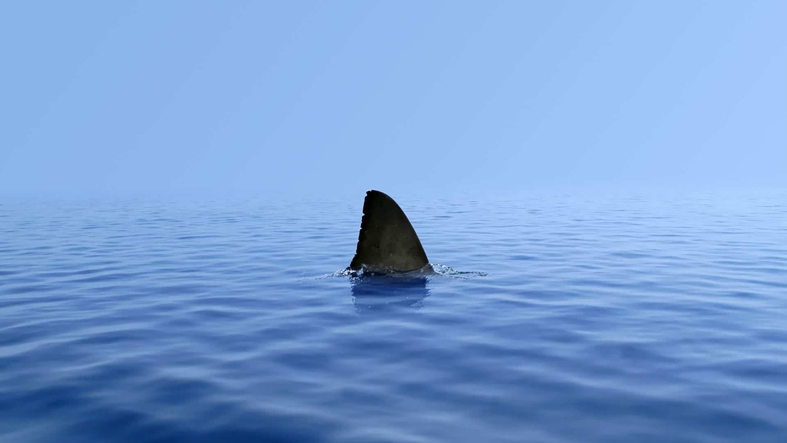 Pinna di squalo che affiora dalla superficie del mare
