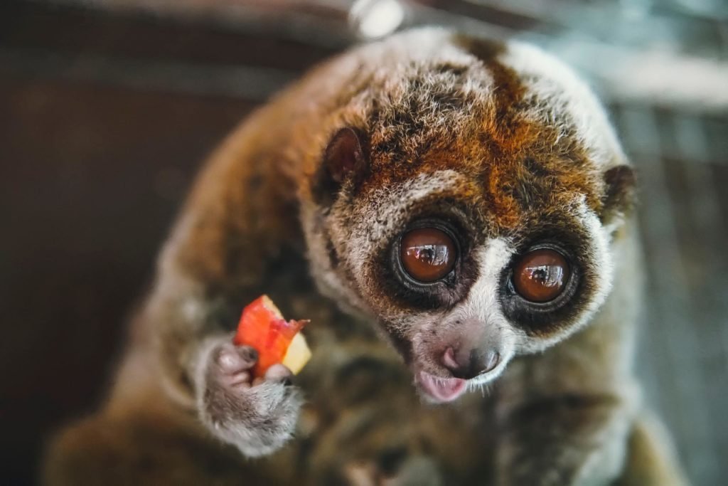 Lori lento, primate notturno a rischio di bracconaggio