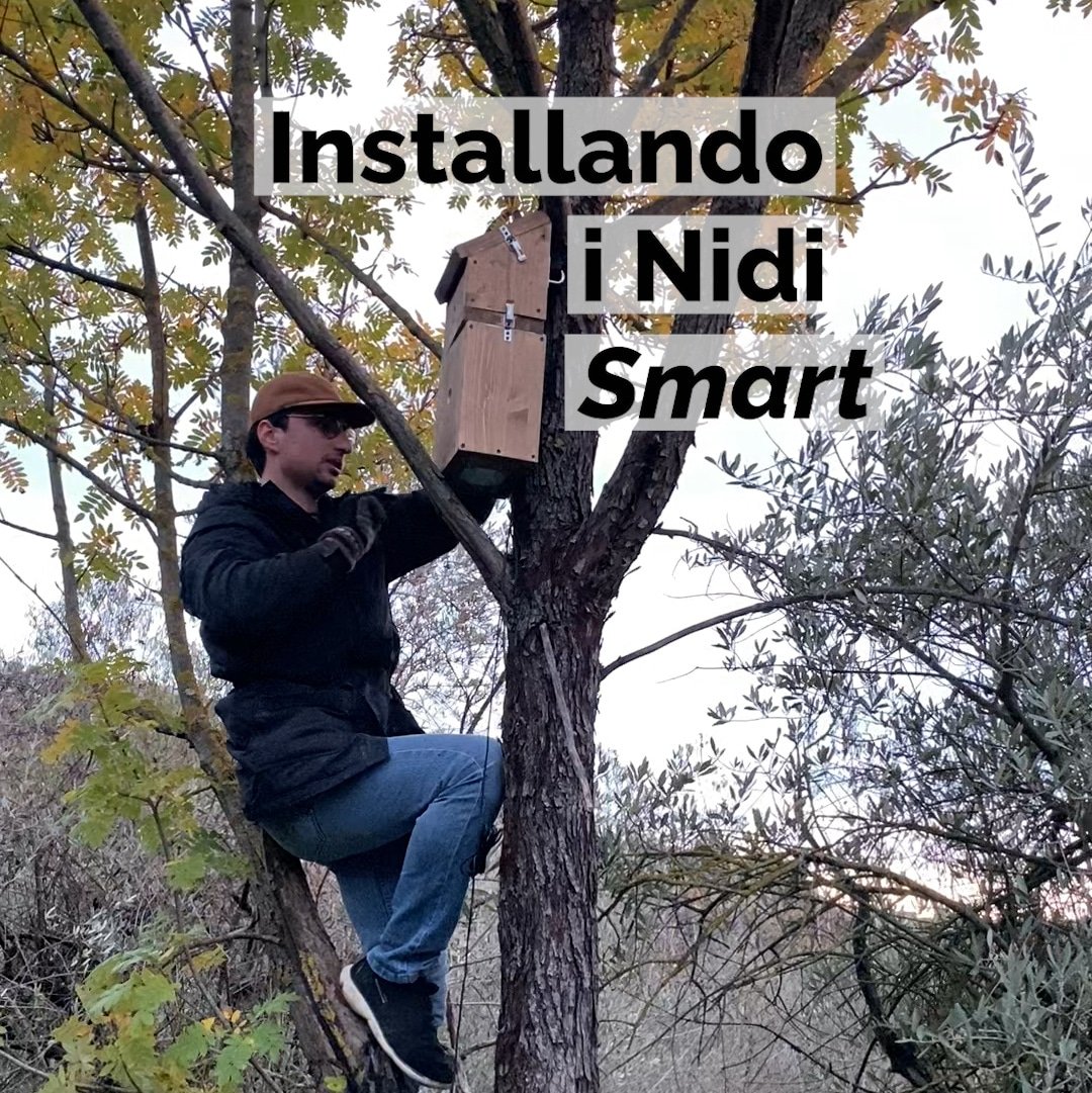 Installazione di un nido Smart di Piantando su un albero