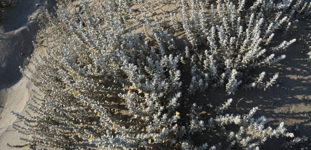 Arbusto in fiore bianco
