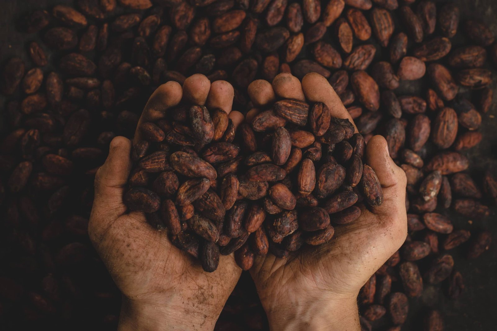 Mani che raccolgono fave di cacao