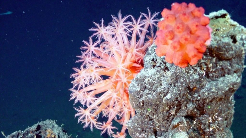 Coralli molli su una scogliera sottomarina