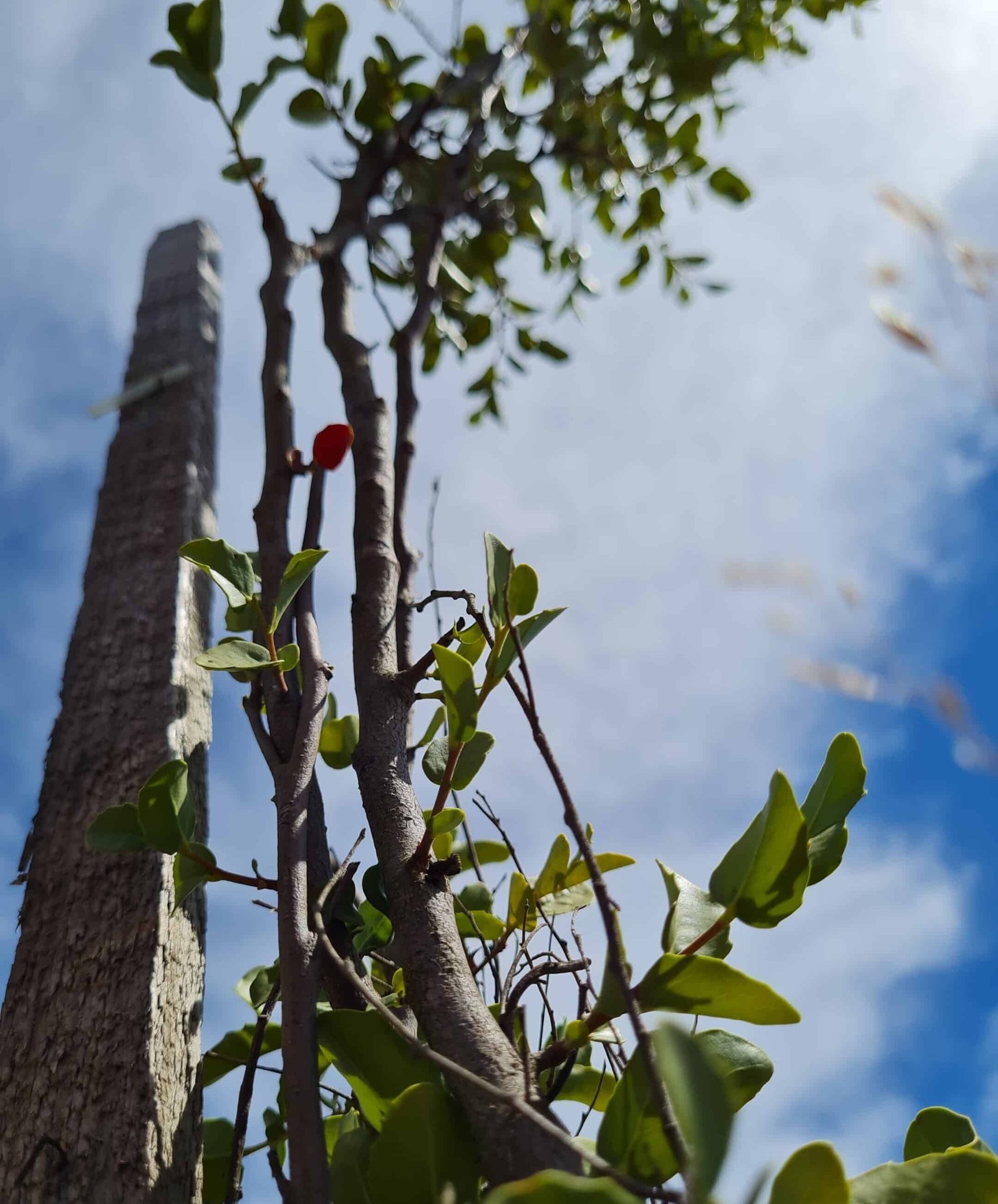Giovane albero nativo protetto da shelter contro il cielo, Cile