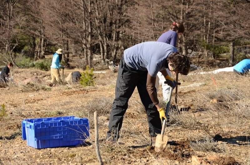 Volontario che pianta alberi nativi in Cile