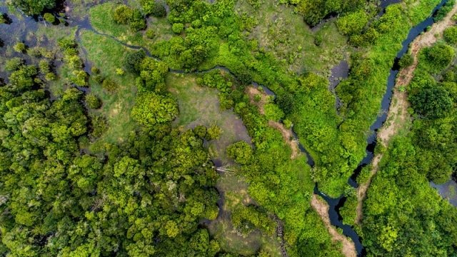 Bosco attraversato da un corso d'acqua visto dall'alto