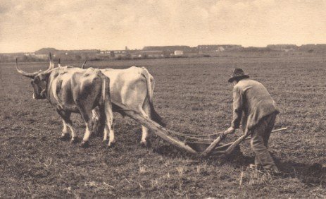 Fotografia d'epoca di un contadino che ara il campo con i buoi