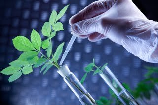 Ricercatore che preleva un campione vegetale in laboratorio