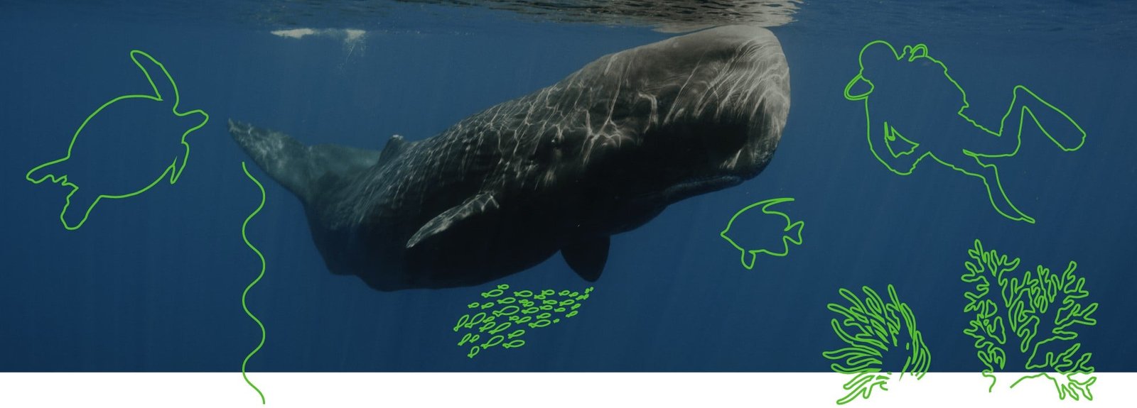 TAPPA 4: oceani e mari