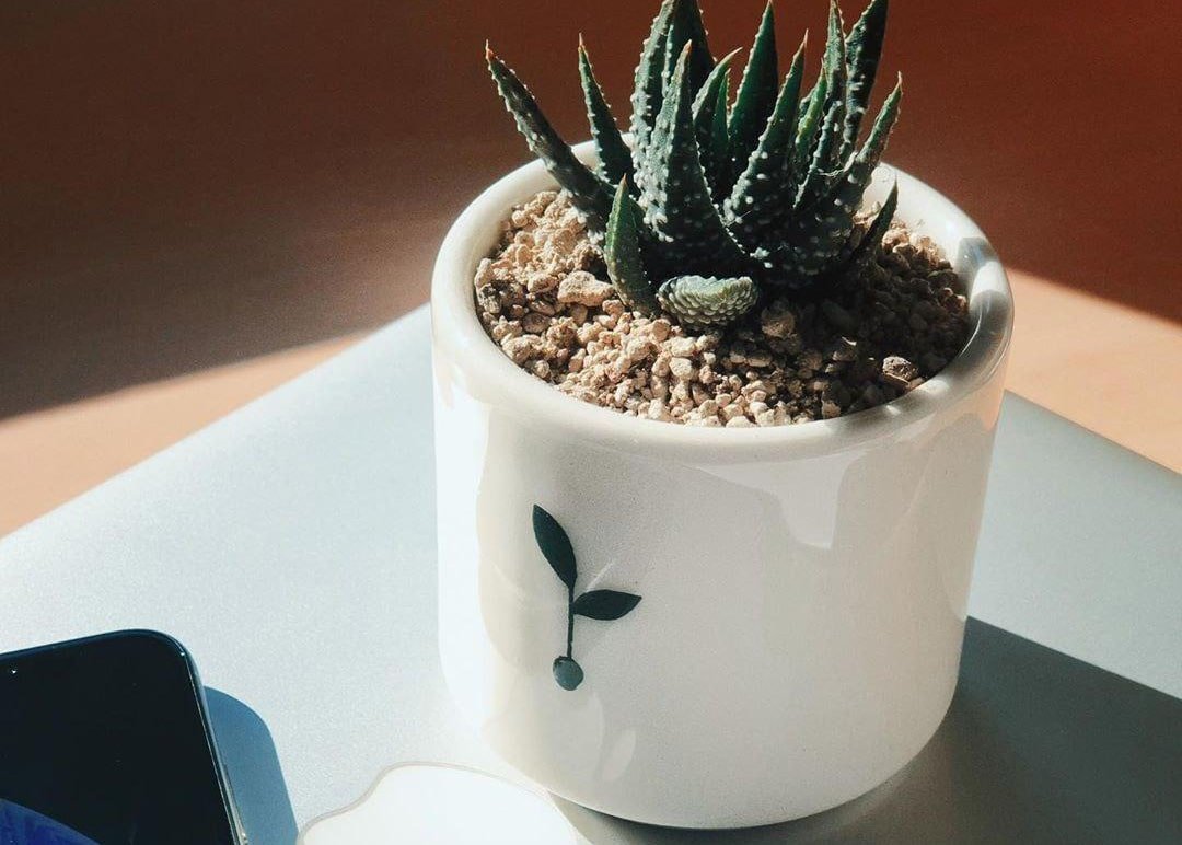 Vaso Piantando con pianta grassa sulla scrivania