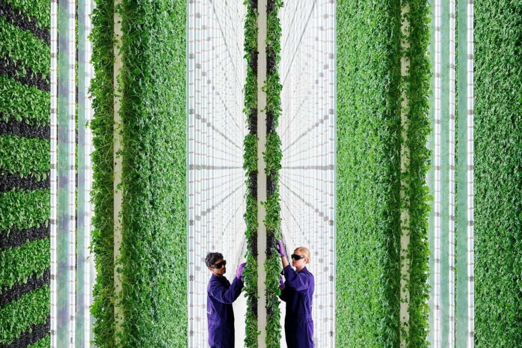 Tecnici al lavoro tra le pareti verdi di una vertical farm