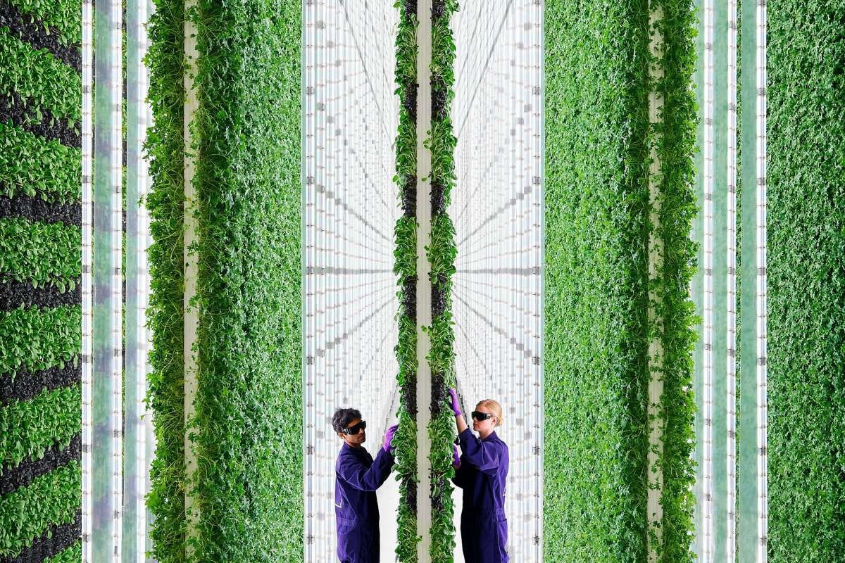 Perché la tecnologia salverà l’agricoltura