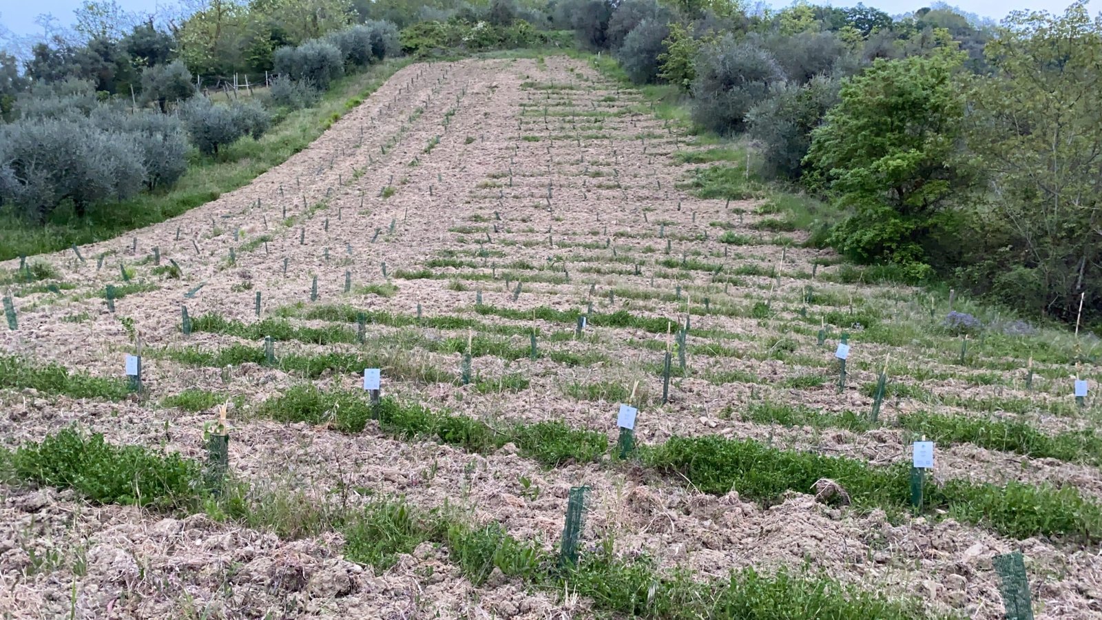 Filari di alberi appena piantati nel progetto Silva