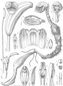 Tavola botanica dell'orchidea Gastrodia