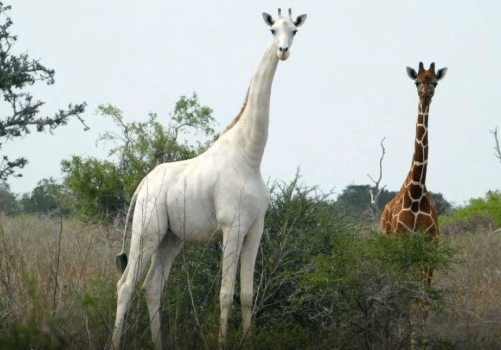 Giraffa bianca nella savana