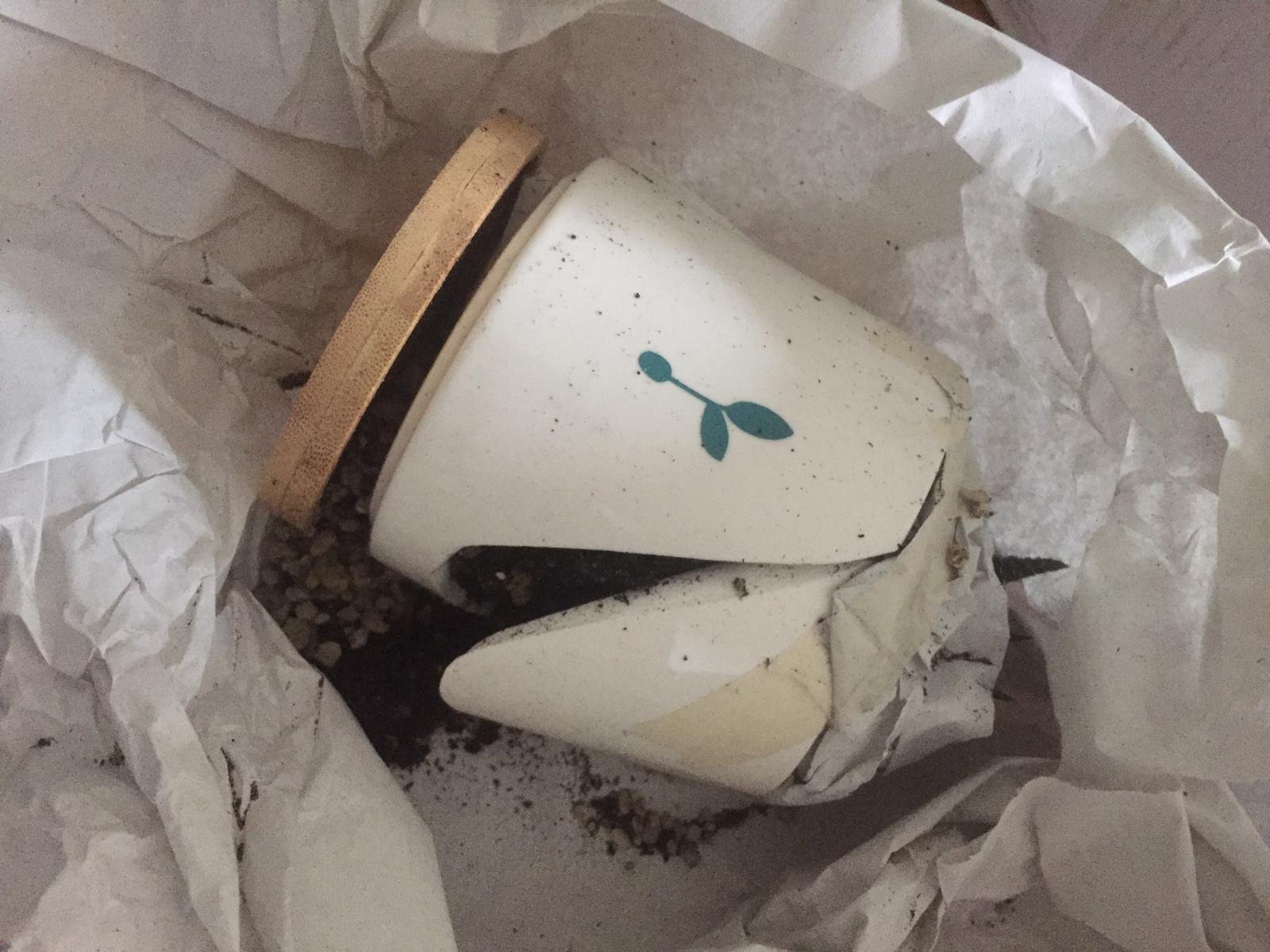 Vaso Piantando spezzato dentro la carta da imballo