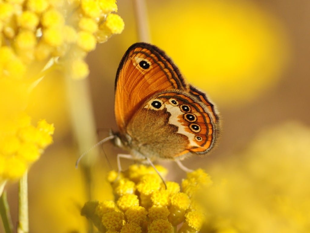 Farfalla Coenonympha corinna posata su fiori gialli
