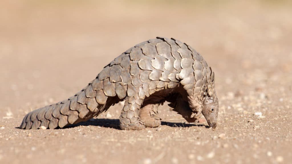 Pangolino, tra le specie più colpite dal traffico illegale