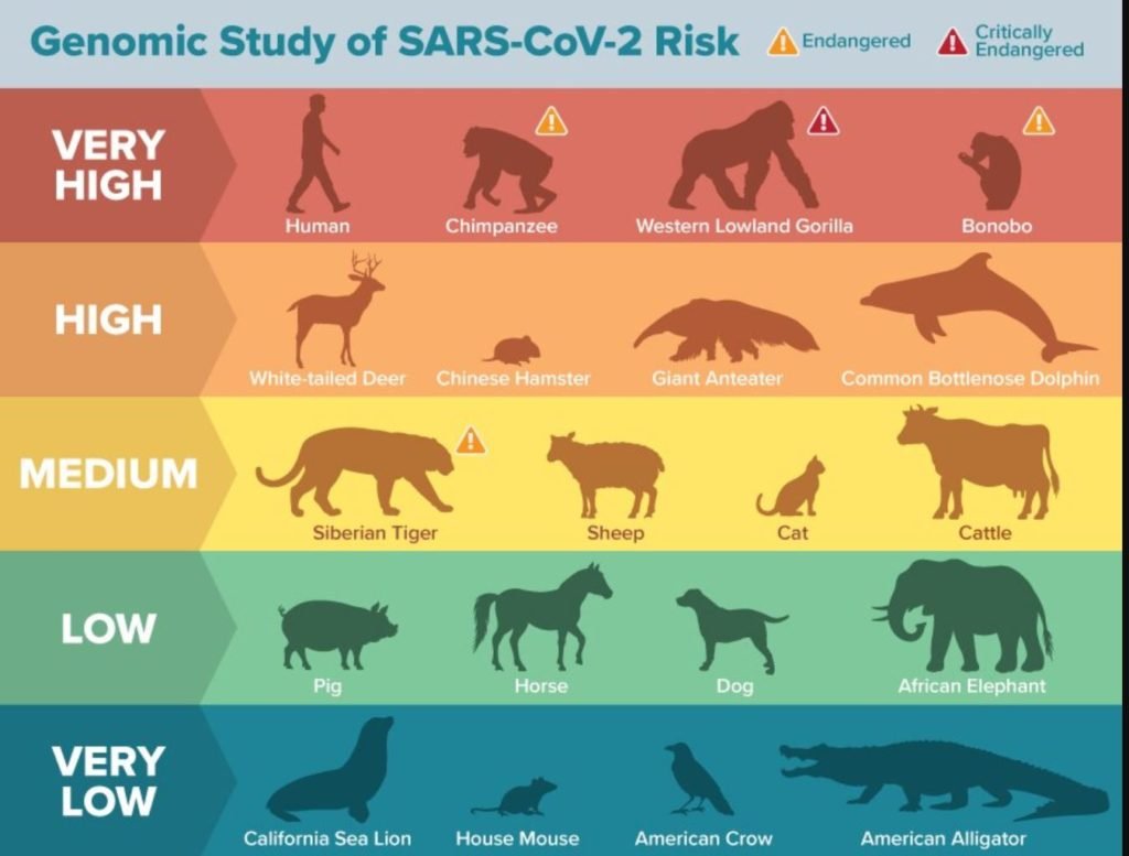 Infografica sul rischio di contagio da SARS-CoV-2 nelle diverse specie animali